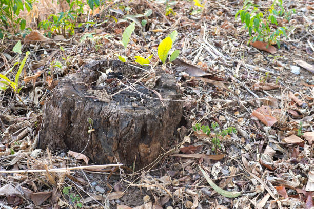 istock Stump on dry yellow old died leaf with space background 649464688