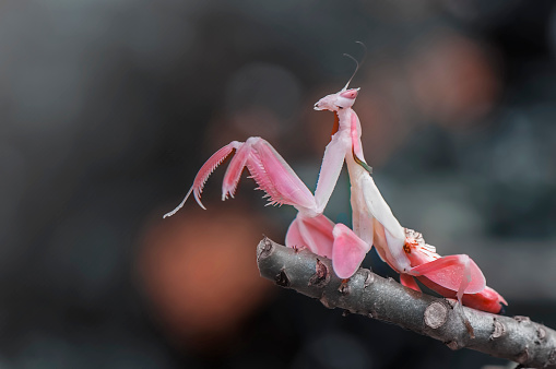 Orchid mantis pose