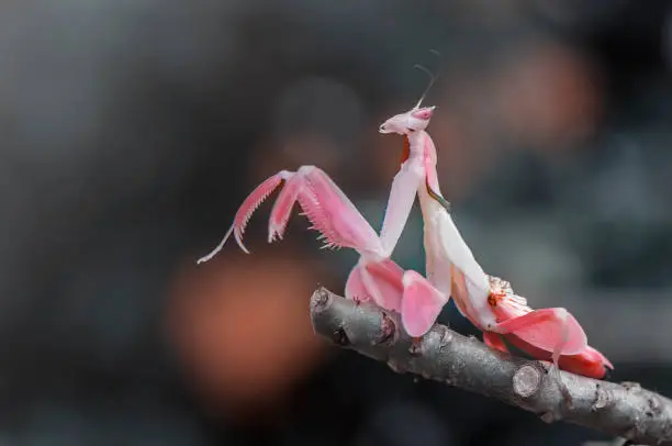 Photo of Orchid Mantis