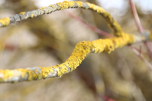 Beautiful natural background. Intense yellow lichens on a branch in the forest.