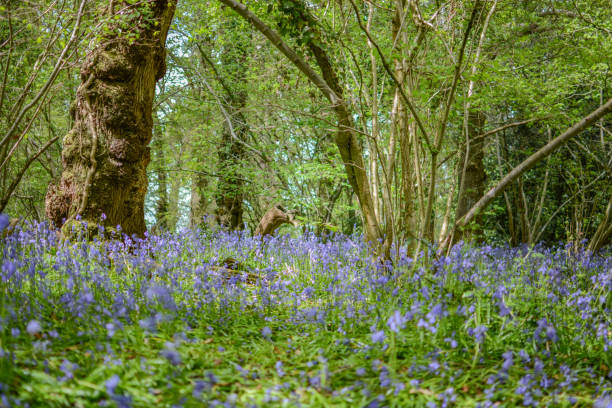 istock Bluebells in woodland 649471538