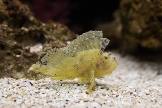 a leaf scopionfish in aqarium