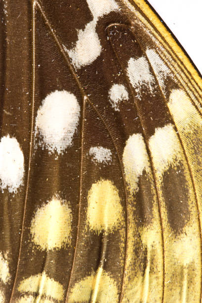 istock Close Up of Butterfly Wings 649477490
