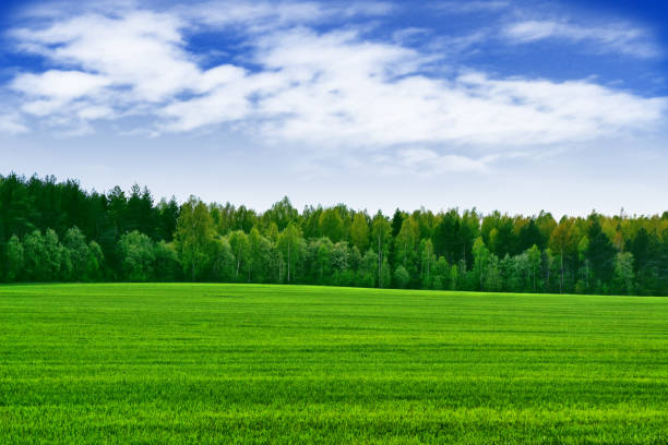 istock Landscape with the bright green trees 649478046