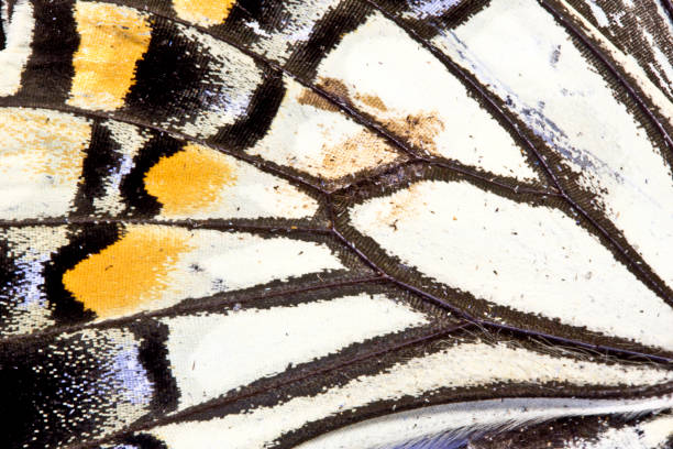 istock Close Up of Butterfly Wings 649478234