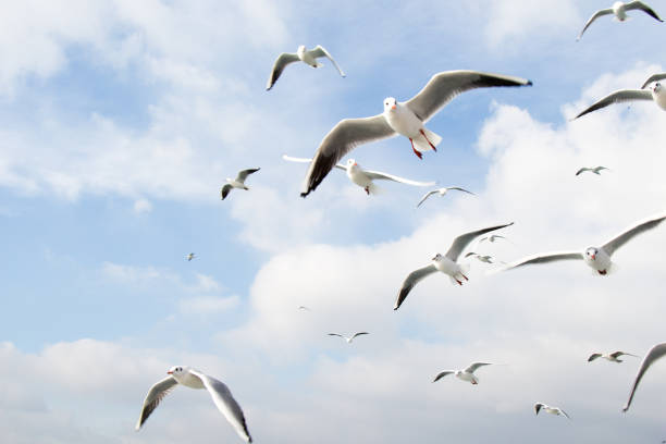 istock Seagulls flying in sky over the sea waters 649479140