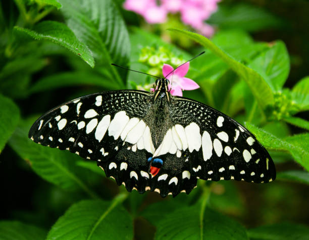 istock Lime Butterfly (Papilio demoleus) on Green Leaves 649483454