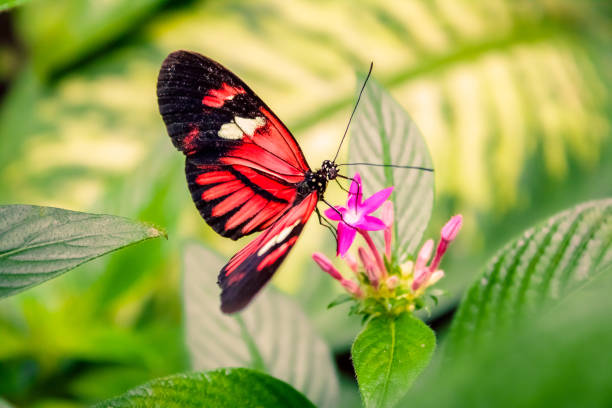 Cattleheart Butterfly (Parides iphidamas) Cattleheart butterfly with black and orange wings black and red butterfly stock pictures, royalty-free photos & images