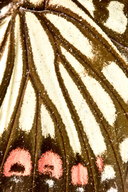 Close Up of Butterfly Wings
