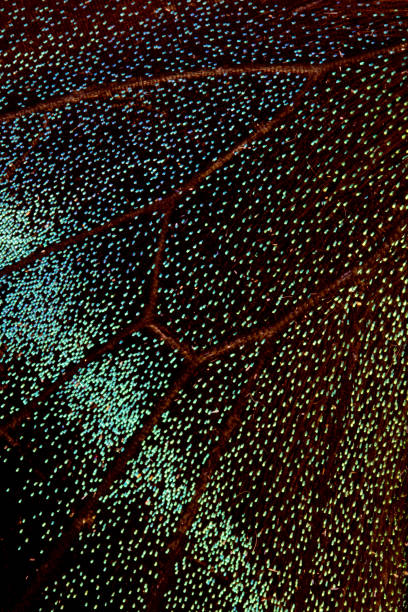 istock Close Up of Butterfly Wings 649485878