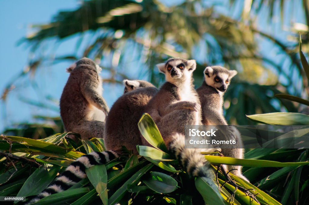 Ring-tailed Lemur (Lemur catta) Black and white colored ring-tailed Lemur Madagascar Stock Photo