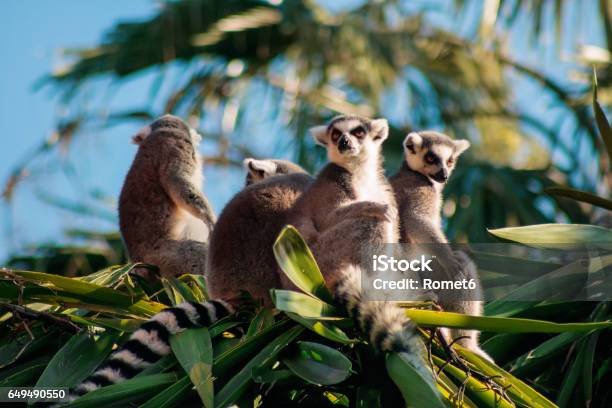 Ringtailed Lemur Stock Photo - Download Image Now - Madagascar, Lemur, Rainforest