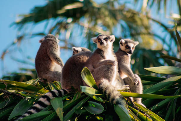 lemur katta (lemur catta) - lemur zdjęcia i obrazy z banku zdjęć