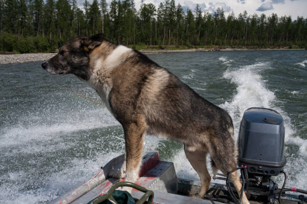 A dog traveling down the river on a motor boat. The river Moma. Yakutia. Russia.