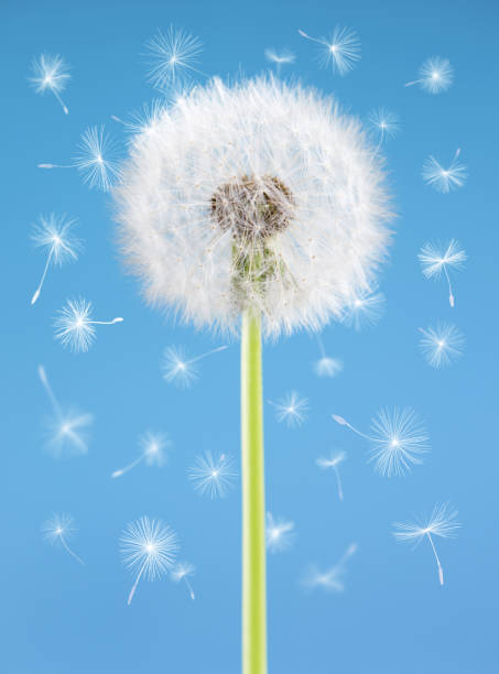 istock Dandelion flower with flying seeds on blue background. One object isolated. Spring concept. 649496948