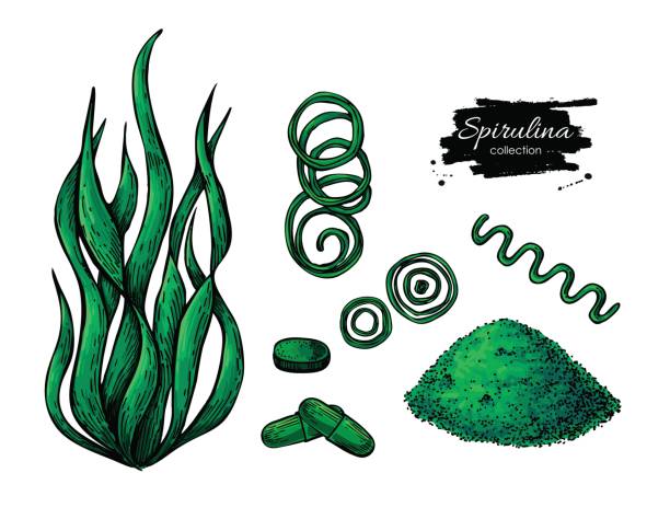 illustrazioni stock, clip art, cartoni animati e icone di tendenza di spirulina polvere di alghe in polvere disegnata a mano vettoriale. alghe spirulina isolate, polvere e pillole - spirulina pacifica illustrations