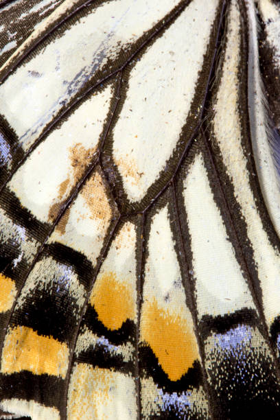 istock Close Up of Butterfly Wings 649497934