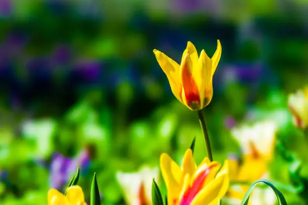 Yellow and orange tulip flower against blurry soft green and dark purple background where you can add your text. Bright and fresh spring floral scene. Joy and beauty of springtime.