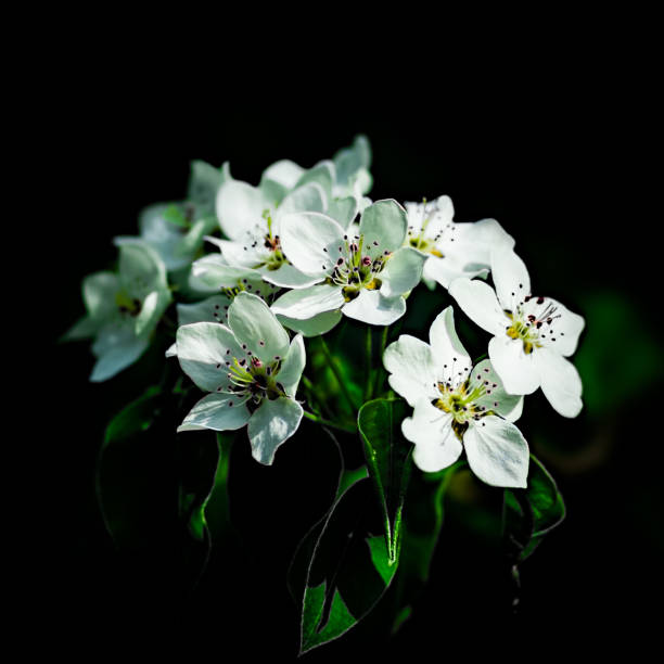 istock Bunch of white apple blossoms 649502876