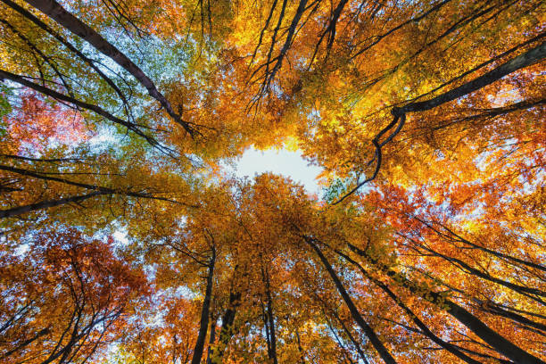 istock Look at the sky through an autumn forest 649503898