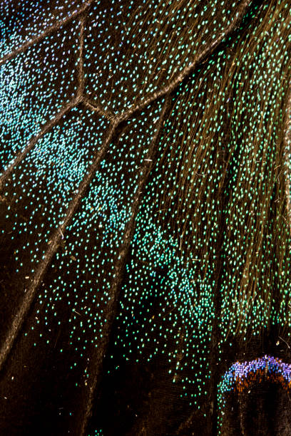 istock Close Up of Butterfly Wings 649504150