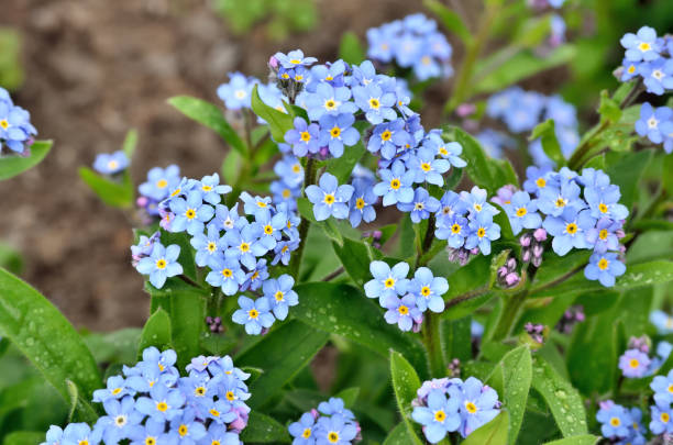 istock Bright bunches of blue flowers young forget-me 649504298
