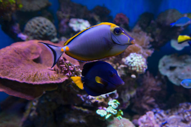 istock Sea aquarium Fishes and Corals 649504414