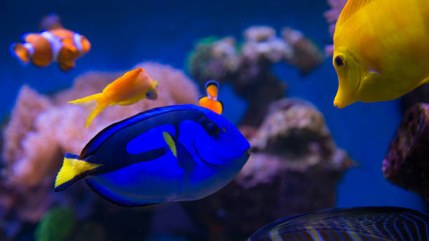 istock Sea aquarium Fishes and Corals 649504520