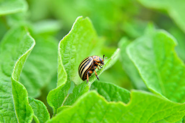 istock Colorado beetle eats a potato leaves young. 649504628