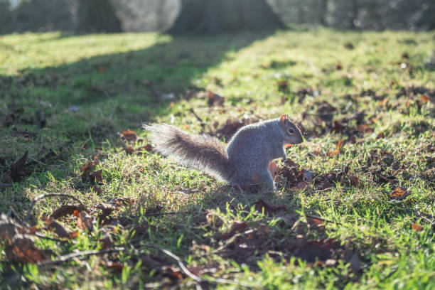 istock Close up of Squirrel in the park 649508096