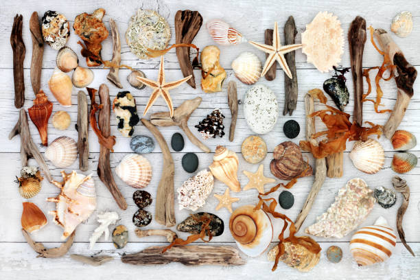 istock Natural Treasure from the Sea 649510978