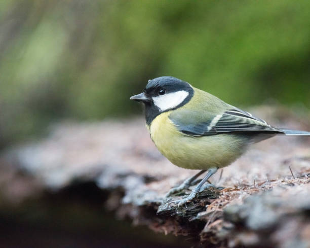 istock Great tit bird sitting at edge of forest pond. 649512292