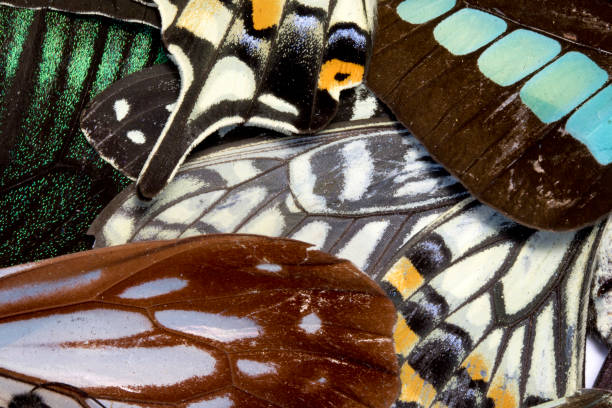 istock Close Up of Butterfly Wings 649515348