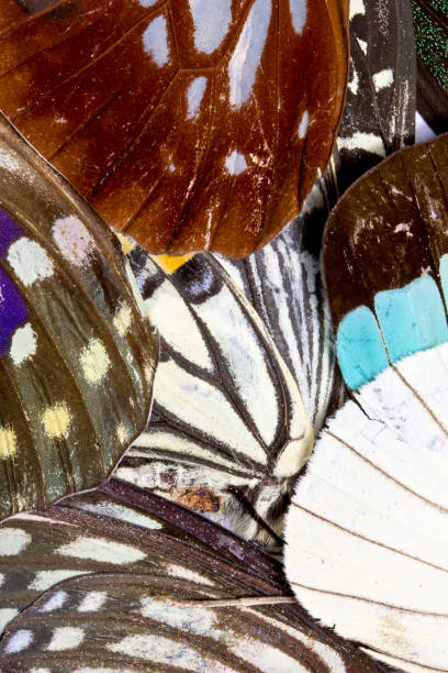 istock Close Up of Butterfly Wings 649517990