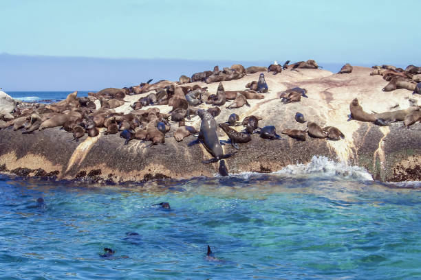 istock Brown fur seals (Arctocephalus pusillus), South Africa 649518872