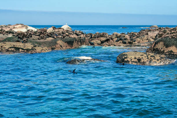 istock Brown fur seals (Arctocephalus pusillus), South Africa 649518890