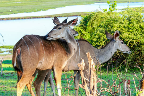 istock Kudu (Tragelaphus) Grazing in Chobe Park , Botswana 649520160