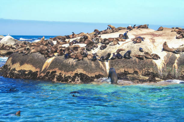 istock Brown fur seals (Arctocephalus pusillus), South Africa 649520666