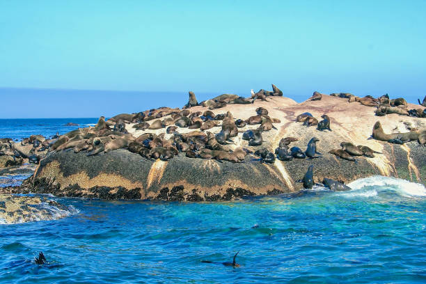 istock Brown fur seals (Arctocephalus pusillus), South Africa 649520988
