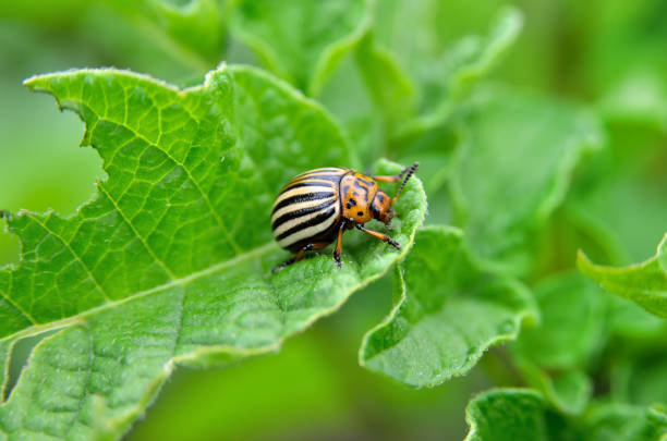 istock Colorado beetle eats a potato leaves young. 649521378
