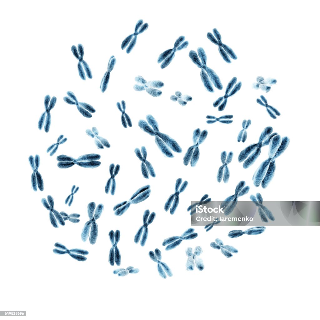 human chromosomes Set of 46 human chromosomes isolated on white background. 3D illustration Chromosome Stock Photo