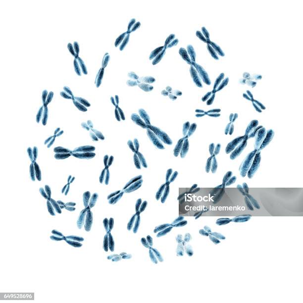 Human Chromosomes Stock Photo - Download Image Now - Chromosome, White Background, DNA