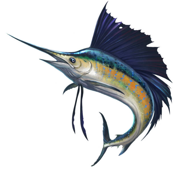 ilustrações de stock, clip art, desenhos animados e ícones de fish sailboat on white - swordfish