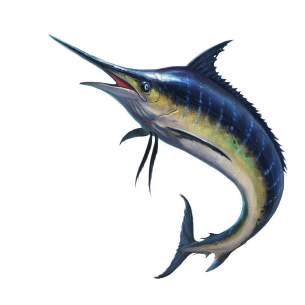 ブルーマーリン - swordfish点のイラスト素材／クリップアート素材／マンガ素材／アイコン素材