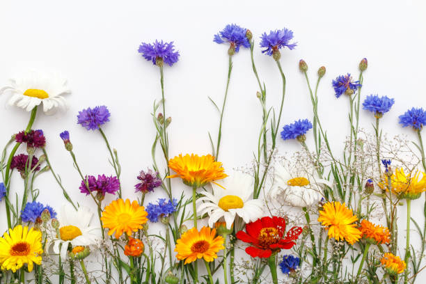 istock Flowers on white background. Top view, flat lay 649531394