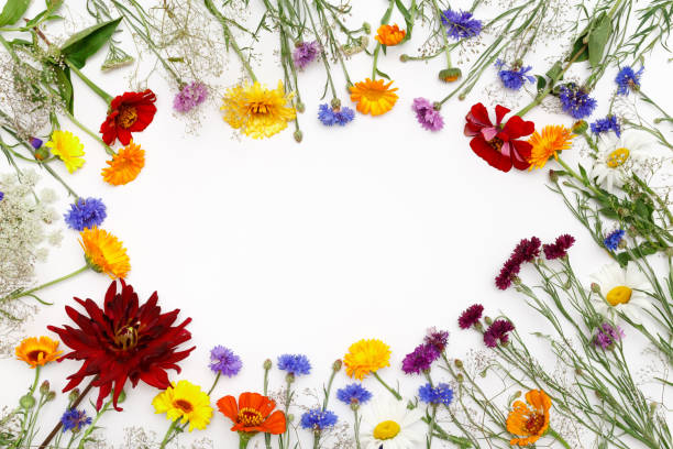 istock Flowers on white background. Top view, flat lay 649531426