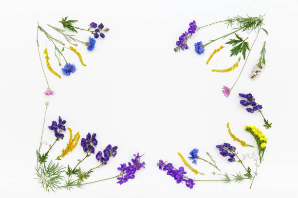 istock Flowers on white background. Top view, flat lay 649531450