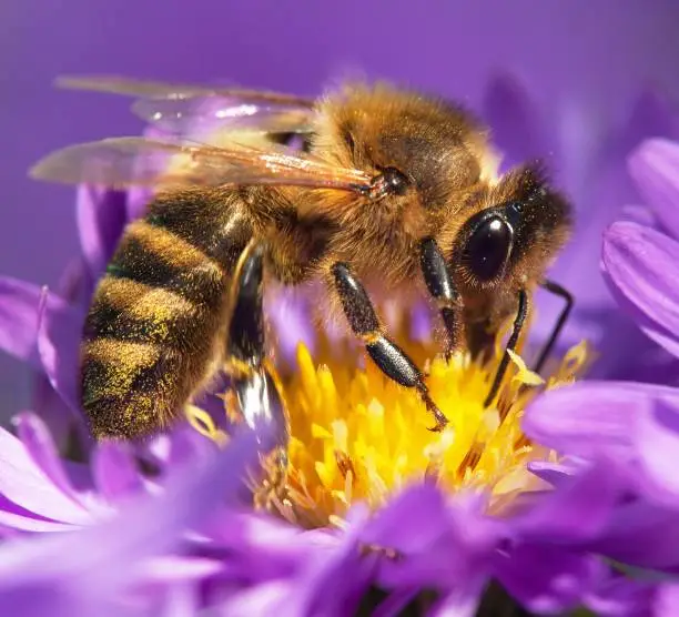 detail of honeybee (Apis mellifera) european or western honey bee sitting on the violet flower