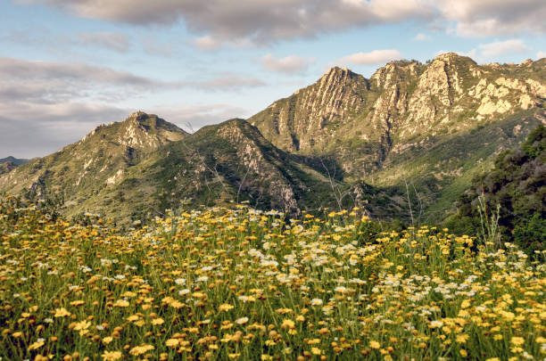 Wild flowers with mountains background stock photo