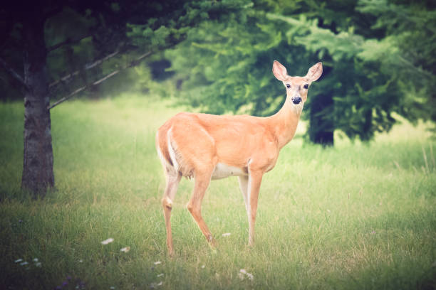 istock Doe Deer Standing In Forest Meadow Looking Toward Camera 649540540